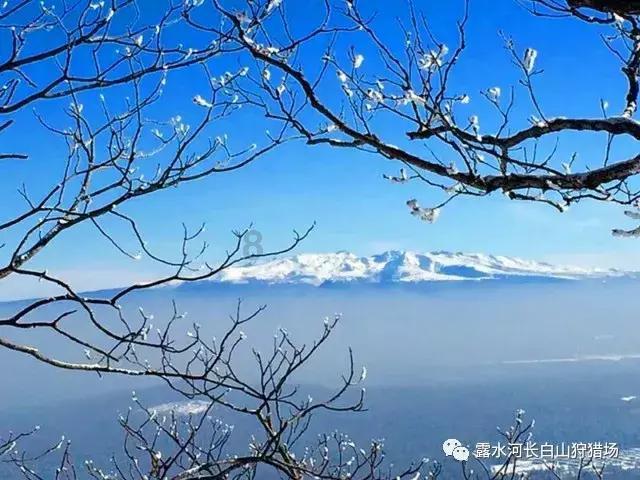 危险森林大逃脱